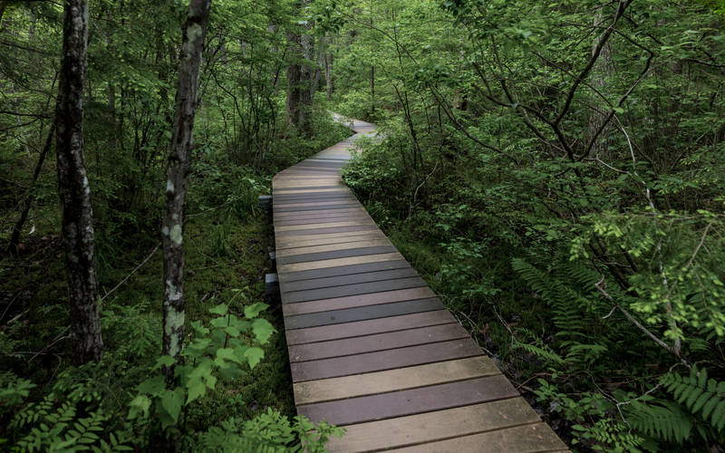 The Bog Bridges in Saco, ME. A short trip away from outpatient mental health treatment at Pillars Health Group.